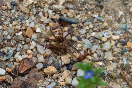 Pardosa sp.